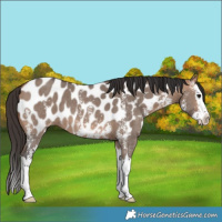 Horse Color:Bay Dun Sabino Splash Near Leopard 
