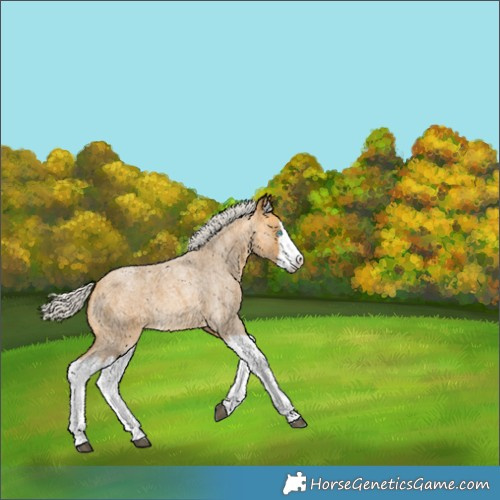 Horse Color:Silver Buckskin Roan Splash