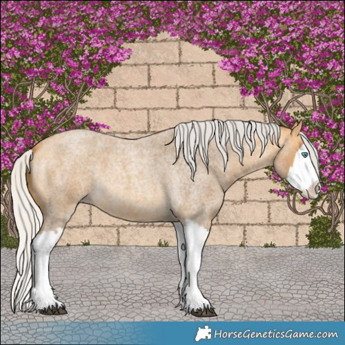 Horse Color:Silver Buckskin Roan Splash 