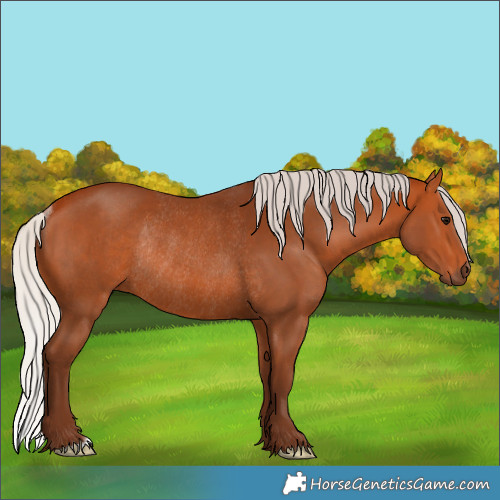 Horse Color:Silver Bay Rabicano 
