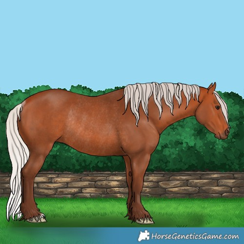 Horse Color:Silver Bay Rabicano 