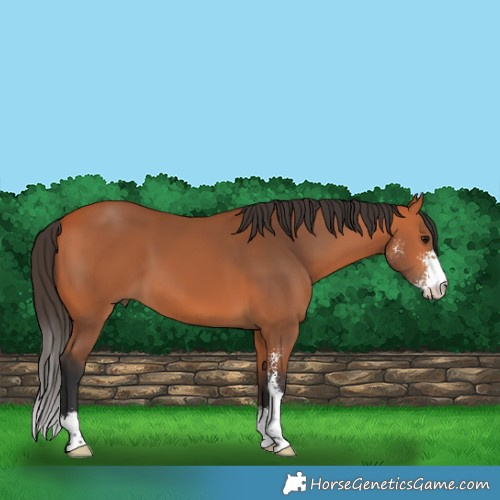 Horse Color:Bay Sabino 