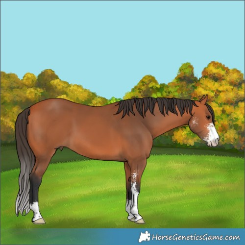 Horse Color:Bay Sabino 