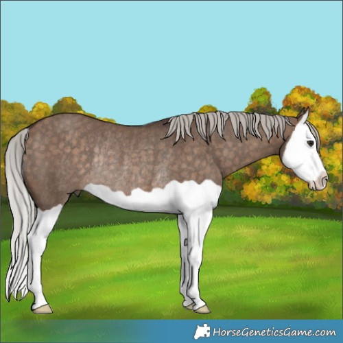 Horse Color:Silver Brown Dun Splash Rabicano 
