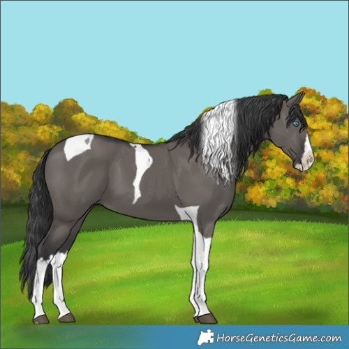 Horse Color:Grullo Splash Tobiano 