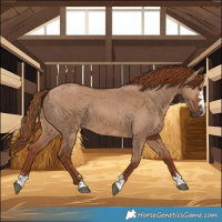 Horse Color:Red Dun 