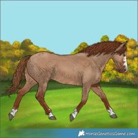 Horse Color:Red Dun