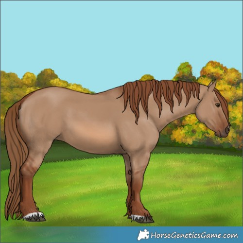 Horse Color:Red Dun 