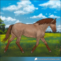 Horse Color:Red Dun 