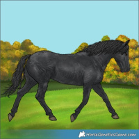 Horse Color:Black 