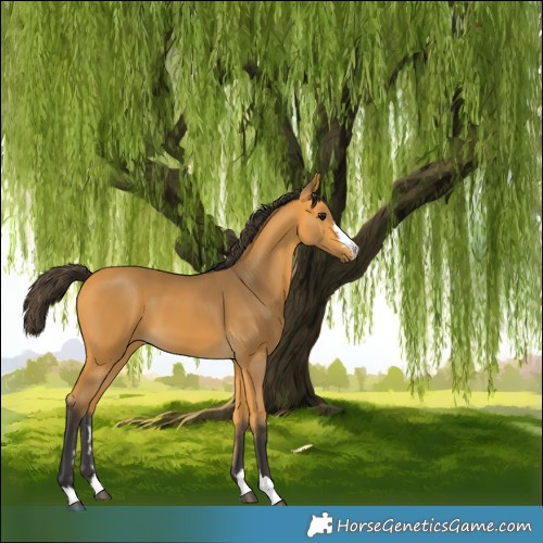 Horse Color:Buckskin