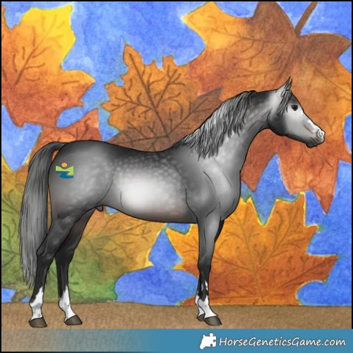 Horse Color:Gray Brown 