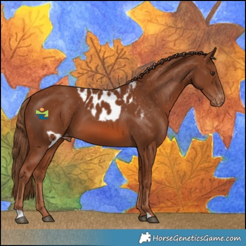 Horse Color:Chestnut Skewed LP Spotted 