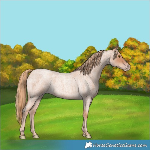 Horse Color:Gold Champagne Roan 