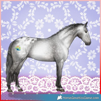 Horse Color:Gray Black Blanket 