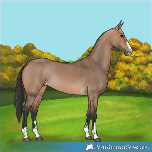 Horse Color:Bay Dun 