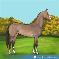 Horse Color:Bay Dun