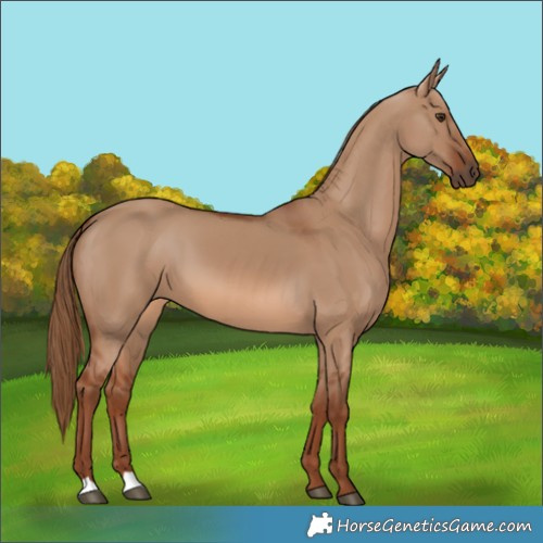 Horse Color:Red Dun 