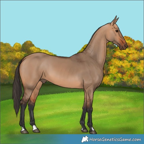 Horse Color:Bay Dun 