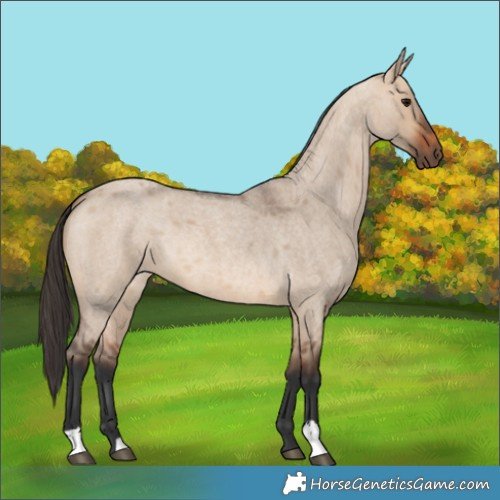 Horse Color:Bay Roan Dun 