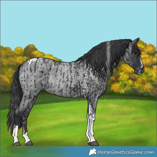 Horse Color:Black Splash  and Blue Roan Tobiano 