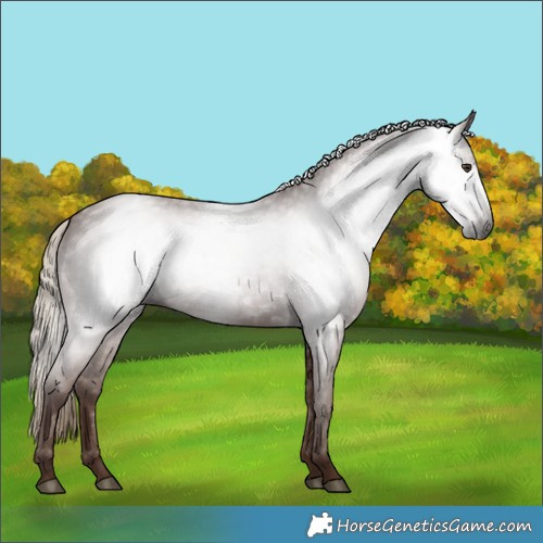 Horse Color:Gray Chestnut 