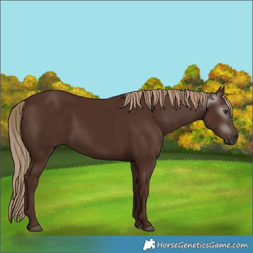 Horse Color:Gray Chestnut 