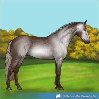 Horse Color:Gray Chestnut