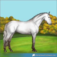 Horse Color:Gray Chestnut 