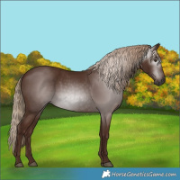 Horse Color:Gray Chestnut 