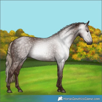 Horse Color:Gray Chestnut 