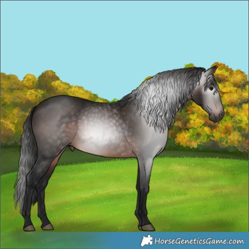 Horse Color:Gray Bay 