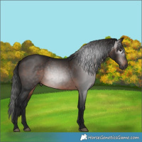 Horse Color:Gray Bay 