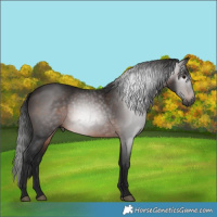 Horse Color:Gray Bay 
