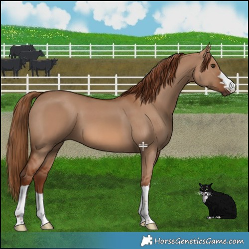 Horse Color:Red Dun 