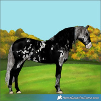 Horse Color:Grullo Splash Tobiano Blanket 