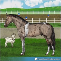 Horse Color:Brown Dun Tobiano Brindle 