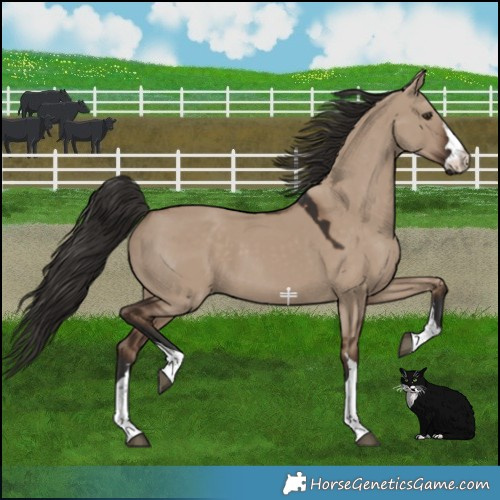 Horse Color:Liver Red Dun