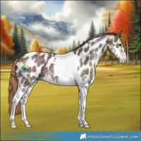 Horse Color:Plaid Buckskin Ice Dun Sabino Tobiano Near Leopard