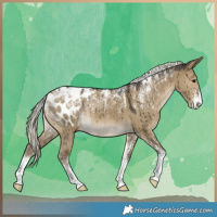 Horse Color:Powder White Silver Smoky Grullo Blanket Brindle
