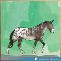 Horse Color:Powder White Brown Dun Appaloosa Brindle 
