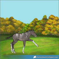 Horse Color:Powder White Smoky Grullo Rabicano