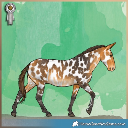 Horse Color:Buckskin Appaloosa 