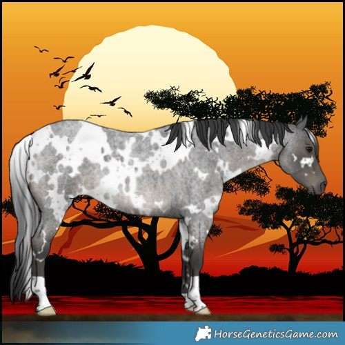 Horse Color:White Spotted Blue Roan 