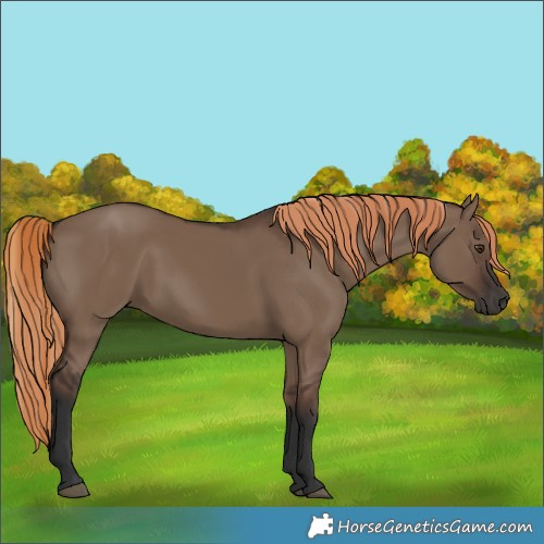 Horse Color:Liver Red Dun Rabicano