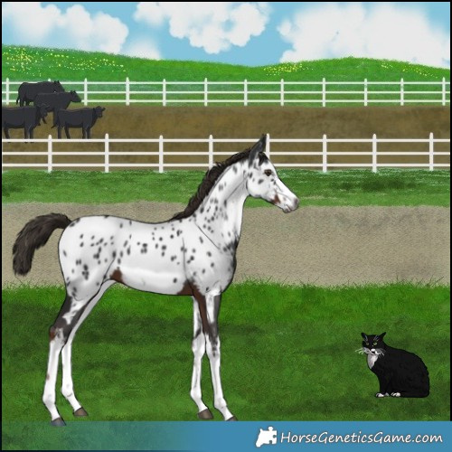 Horse Color:Gray White Spotted Liver Chestnut Near Leopard 