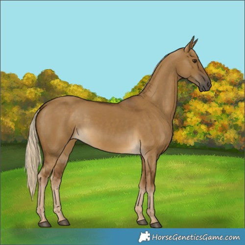 Horse Color:Chocolate Palomino Dun Rabicano 