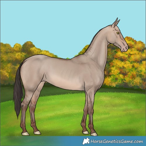 Horse Color:Sable Champagne Dun Rabicano