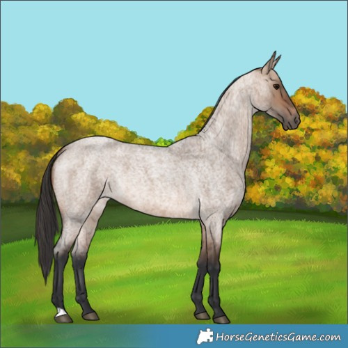 Horse Color:Brown Roan Dun 