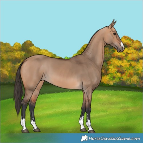 Horse Color:Bay Dun